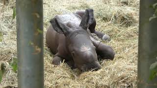 Cotswold Wildlife Park  Stella the baby Rhino [upl. by Nnylrefinnej]