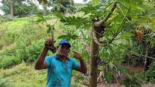 Como plantar mamão usando o galho do jeito mais fácil [upl. by Aehsat]