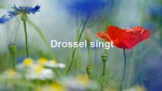 Im grünen Wald dort wo die Drossel singt Ronny Mit Text HD 1080p [upl. by Nuhs]