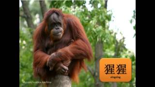 Chinese flashcards for children  Animals [upl. by Wiggins623]