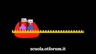 Biochimica  La sintesi delle proteine [upl. by Imeka]