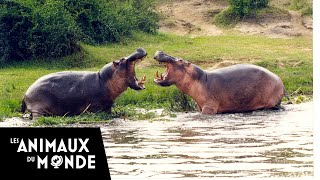 Lhippopotame  champions de la nature [upl. by Enirahtak]