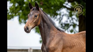 FOAL FOR SALE Stallion 2024  This is Naqueen x Forty x Amsterdam [upl. by Yrot134]