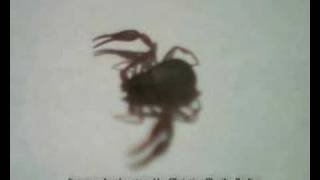 What kinda spider bug or insect  its a pseudoscorpion [upl. by Zigmund]