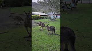 Australian grey kangaroos in Halls Gap shortsfeed wildlife kangarooaustralia nativeanimals vic [upl. by Halimaj]