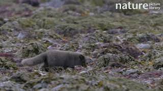 Tracking shot of Arctic fox walking along rocky beach with Green sea urchin in mouth Iceland [upl. by Chalmer]