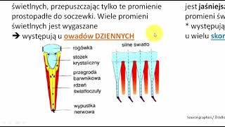 Oczy proste i złożone Owadów Apozycyjne Superpozycyjne  Omatidia  OWADY Stawonogi – 328 [upl. by Revilo228]