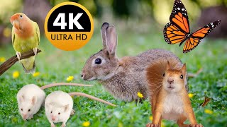 Juegos para GATOS Pájaros Ardillas Ratones  Harás feliz a tu Gato 4k ULTRA HD [upl. by Odnomra]