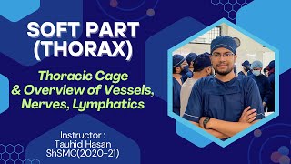 Thoracic Cage amp Overview of Blood vessels Nerves amp Lymphatics  Thoracic Duct  Azygos Vein [upl. by Peterus]