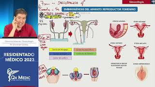 Ginecología  Básicas [upl. by Nage]