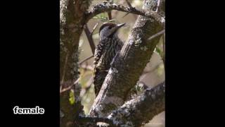 Cardinal Woodpecker call [upl. by Chun987]