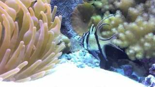 Bangai Cardinals Caught Mating on Video In Our 750gallon Reef Aquarium [upl. by Radke]