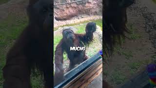 Este Orangután Es Muy Inteligente😮 shorts [upl. by Trini417]