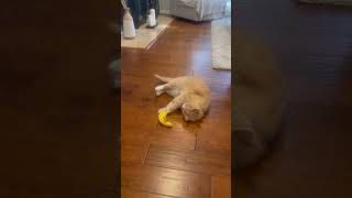 Misha in love with the new banana catnip 😬 yeowww misha cat catnip yellow pets sophoethecat [upl. by Buckley]