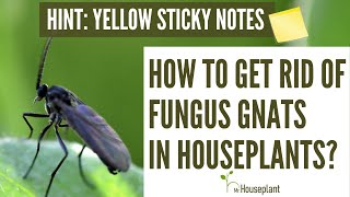 How To Get Rid of Fungus Gnats Forever [upl. by Ahsenyt767]