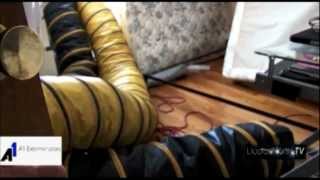 Best Way to Kill Bedbugs Bed bug Extermination by A1 Exterminators [upl. by Malti47]