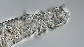 Meet the rotifer the microscopic animal that came back to life after [upl. by Anagrom]