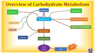 Uncover the Secrets of Carbohydrates in Biochemistry For BSc Nursing 2nd Sem Class 2 [upl. by Ydnerb798]