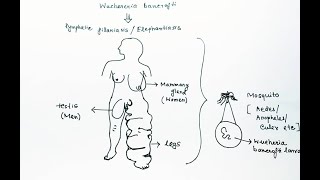 Wuchereria bancrofti Lifecycle English  Wuchereria bancrofti Lymphatic Filariasis Elephantiasis [upl. by Derfla]