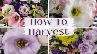 How To Harvest Lisianthus  Harvesting Lisianthus Flowers  Lisianthus from Seed  Flowers Candace [upl. by Cruce]