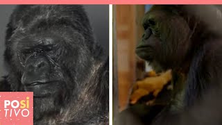 L’inquietante messaggio della gorilla Koko  Positivo [upl. by Suryt477]