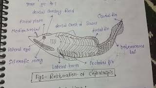 Origin  evolution general Organisation and affinities of ostracoderms  MSc zoology 3rd sem notes [upl. by Notnarb805]