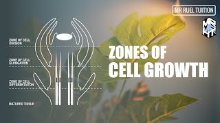 Zones of Cell Growth  Meristematic Tissue and Growth [upl. by Dash]