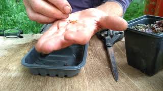 How to collect cyclamen seed [upl. by Nreval]