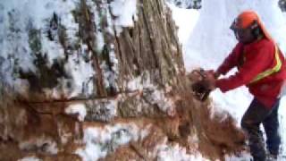 Aaron knocking down a big cedar in Revelstoke [upl. by Aninaig101]