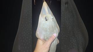 I caught a guitarfish [upl. by Murrell]