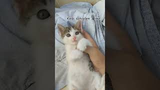 kedi mocca ismi ne olsun funny drawing phonk comedy music experiment rek [upl. by Ethelstan]