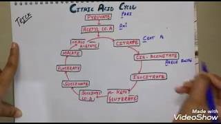 Citric acid cycle krebs cycle trick in hindi trickforkrebscycle [upl. by Kcorb]