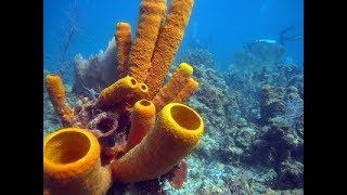 Porifera  Sponges [upl. by Reseta]