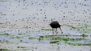 Variable Oystercatcher feeding [upl. by Peoples766]