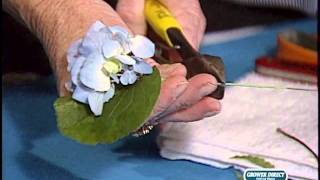 How to make a Hydrangea Boutonniere [upl. by Ahsienet]