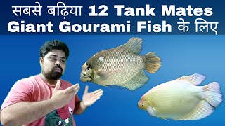 Giant Gourami Fish Tank Mates In Hindi [upl. by Derrek995]