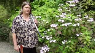 How to Prune Hydrangea  Instructional Video w Plant Amnesty [upl. by Lumpkin]