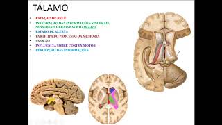 VÍDEO AULA DE TÁLAMO NÚCLEOS E CONEXÕES [upl. by Okiam78]