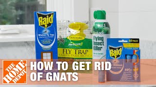 How to Get Rid of Fungus Gnats Effectively [upl. by Rozek]