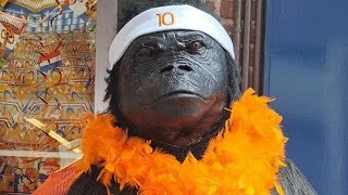 Gorilla verkleed als Memphis Depay ‘De feestwinkel ziet nu in dat dit racisme is’ [upl. by Herculie962]