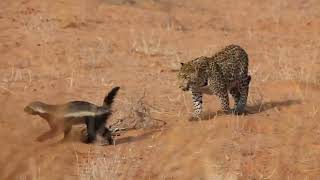 Brave honey badger survives leopard attack [upl. by Ateekram133]