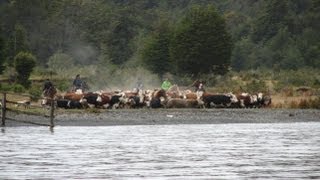 Arreo de vacunos en Agroturismo Estancia Mercedes [upl. by Yornoc]