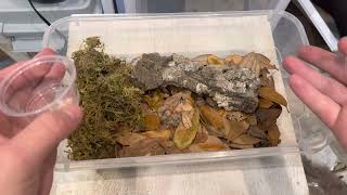 Guide To Breeding And Keeping Isopods In 1 Minute [upl. by Hudis]