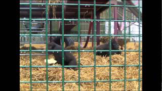 Gorilla Shielding Food  Howletts Wild Animal Park Kent UK  2010 Gorilla [upl. by Titania]