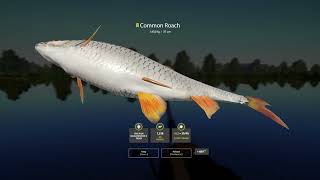 Trophy Common Roach 669xp Belaya river Russian fishing 4 pc game [upl. by Ahseiuqal290]