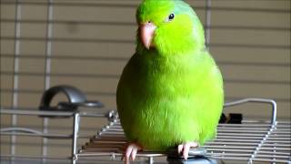 Valentino the Singing Parrotlet [upl. by Oinegue503]