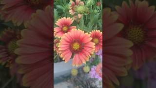 Gaillardia flowers plants flowers lowmaintenanceplants garden trending viralvideo [upl. by Orelu]