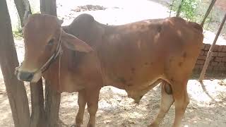 treatment for fever 105 in bull Fsd area [upl. by Mar]