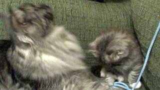 My Siberian cat talks to her kittens by chirping [upl. by Nohsed]