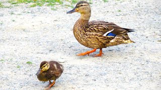 Mama Duck CALL SOUNDS to Her Babies [upl. by Yrnehnhoj]